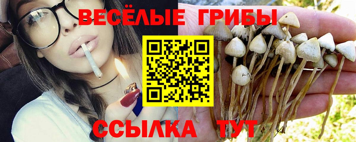 Псилоцибиновые грибы прущие грибы Ростов Великий